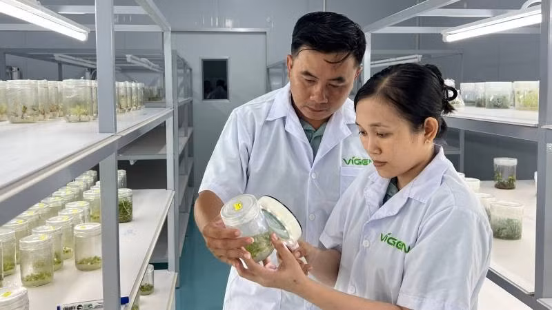 Ứng dụng công nghệ nuôi cấy mô trong nhân giống cây trồng tại xã Chợ Lách (tỉnh Vĩnh Long).