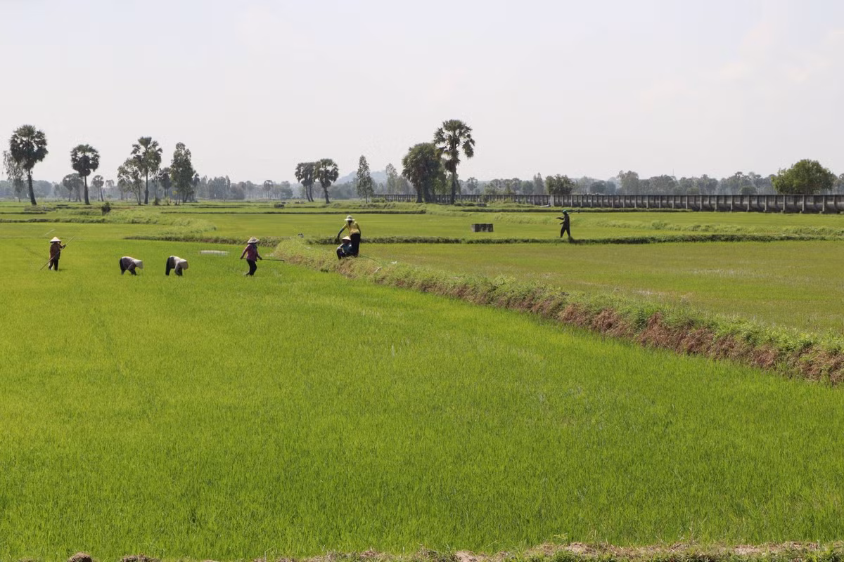 Đồng bào dân tộc xuống giống vụ lúa Đông Xuân