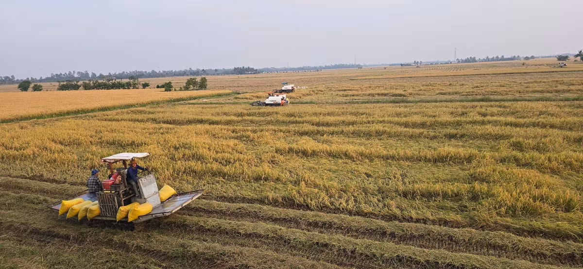Nông dân An Giang thu hoạch lúa