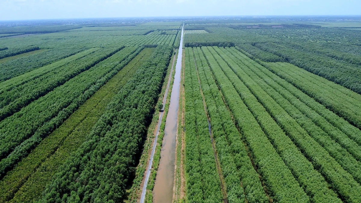 U Minh không còn là nơi "khỉ ho, cò gáy" mà là một góc trời bừng sáng ở xứ sở Cà Mau.