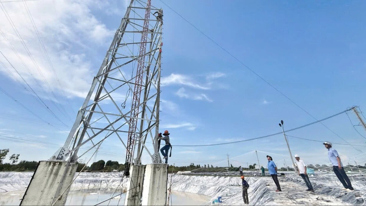 Thi công đường điện 3 pha phục vụ nuôi tôm siêu thâm canh trên địa bàn xã Đất Mới, tỉnh Cà Mau.