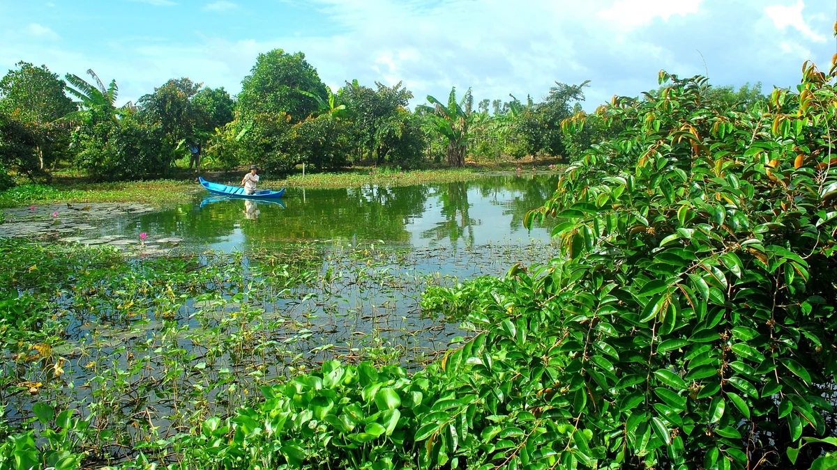 Khu vườn cây ăn quả kết hợp nuôi cá đồng dưới tán rừng U Minh hạ của gia đình chú Trần Thanh Liêm.