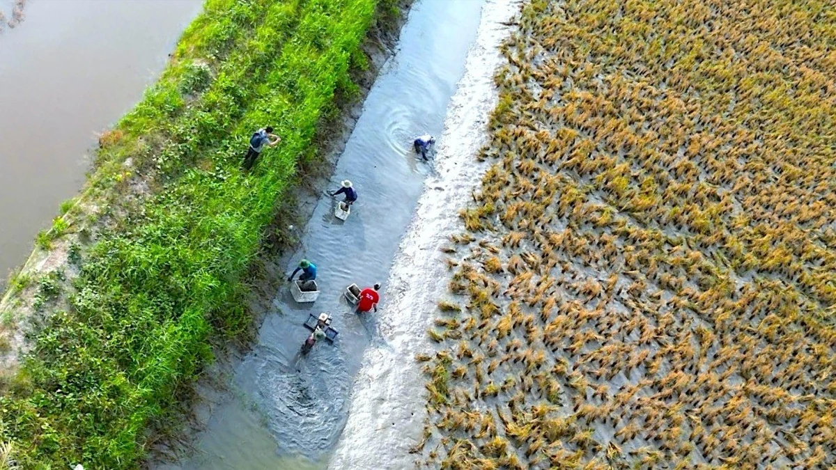 Người lao động Cà Mau làm việc thời vụ tại thành phố Icheon (tỉnh Gyeonggi, Hàn Quốc) chủ yếu trong lĩnh vực nông nghiệp, với thời hạn hợp đồng từ 5 đến 8 tháng. (trong ảnh: thu hoạch tôm càng xanh tại vùng lúa-tôm Cà Mau).
