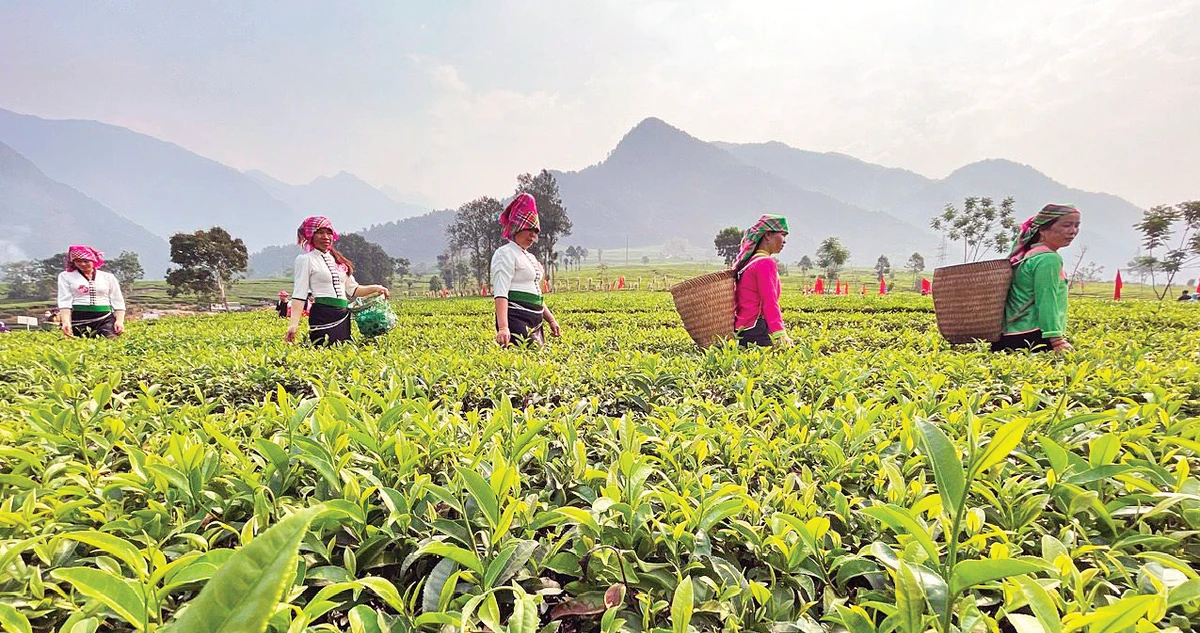 Lai Châu có thế mạnh phát triển nông nghiệp gắn với công nghiệp chế biến để tỉnh vươn lên bền vững.