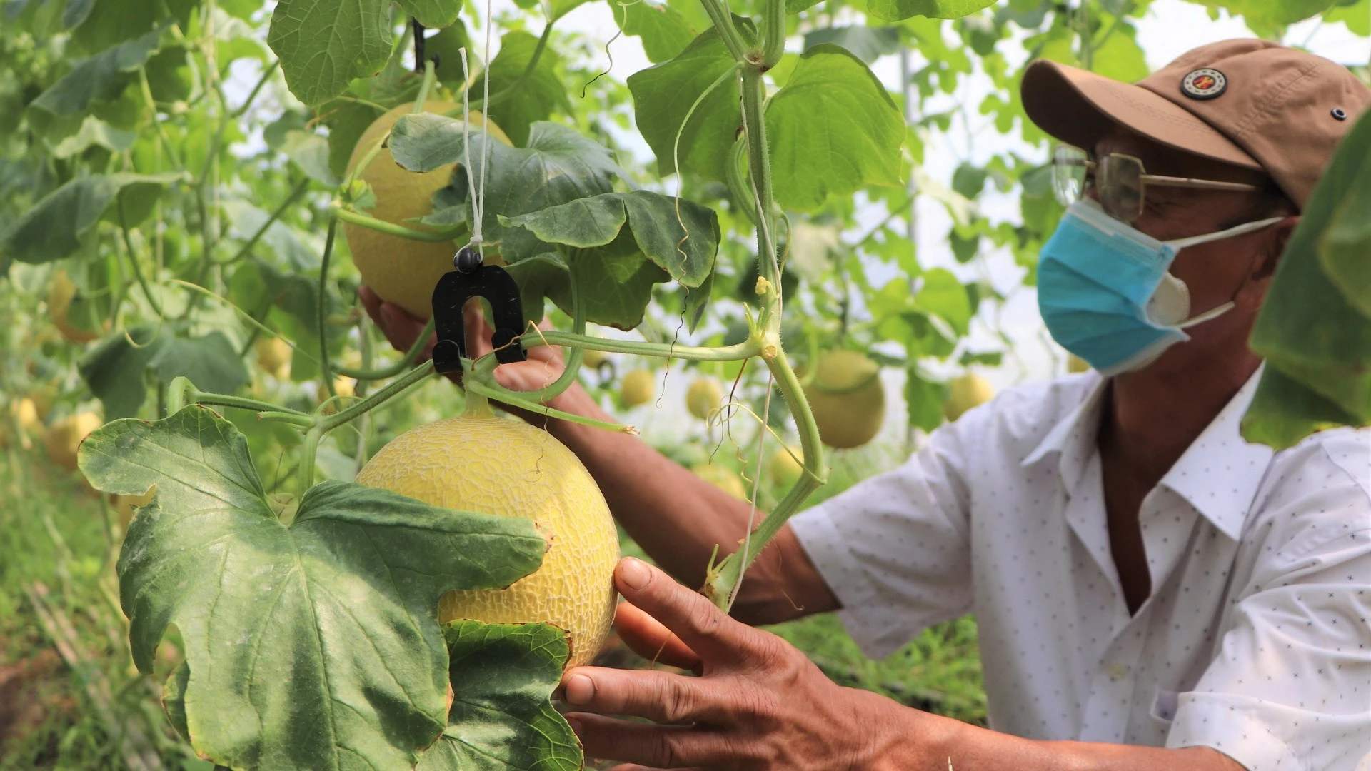 Ứng dụng công nghệ vào sản xuất nông nghiệp tại Đồng Nai.