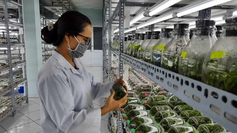 Phòng nhân giống in vitro hoa lan tại Khu Nông nghiệp công nghệ cao Thành phố Hồ Chí Minh. 