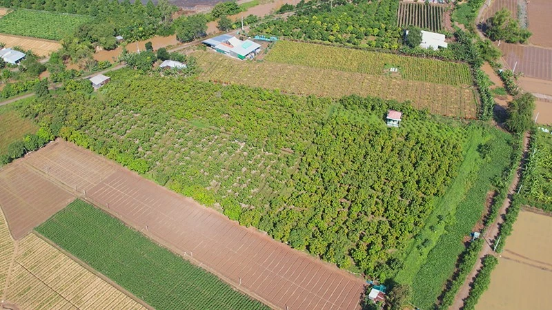 Vùng sản xuất màu trọng điểm của xã Mỹ An Hưng. (Ảnh: NAM PHONG)