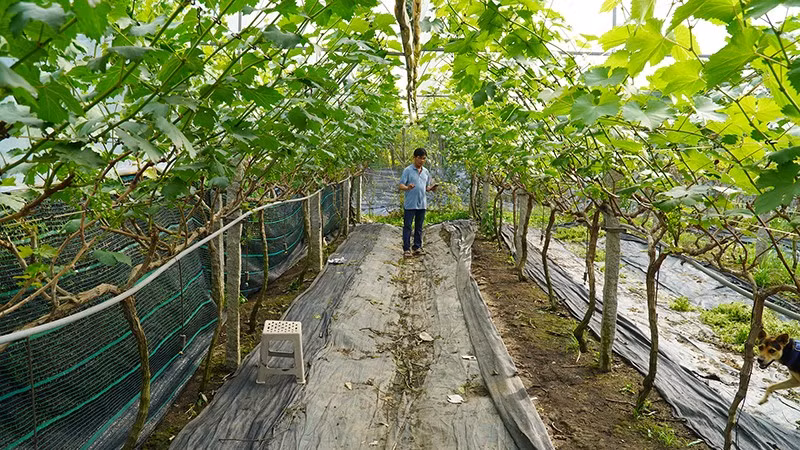 Nông dân Ngô Hùng Thắng bên vườn nho mẫu đơn.