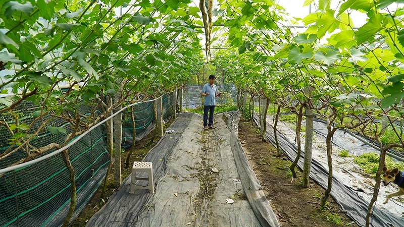 Nông dân Ngô Hùng Thắng bên vườn nho mẫu đơn.