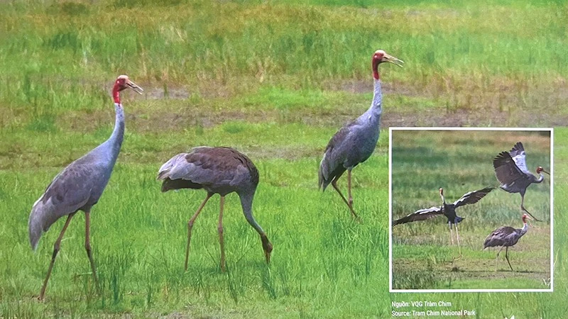 Sếu đầu đỏ ở Vườn quốc gia Tràm Chim. (Ảnh tư liệu)