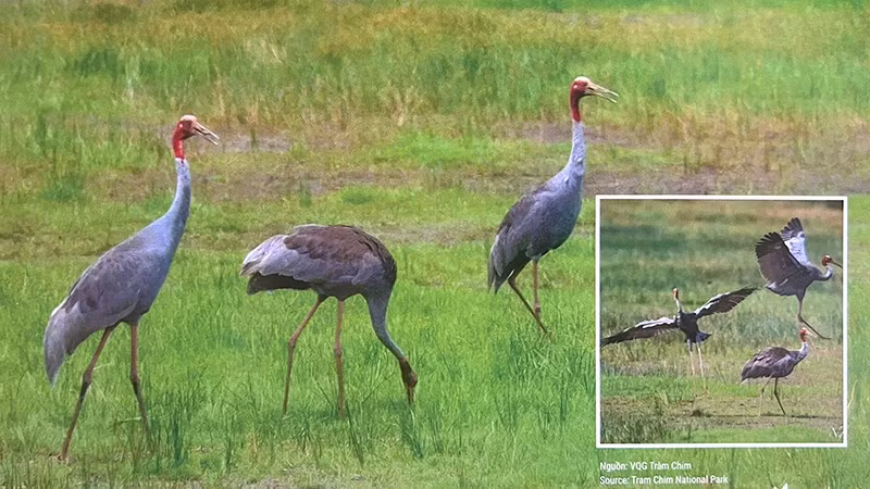 Sếu đầu đỏ ở Vườn quốc gia Tràm Chim. (Ảnh tư liệu)