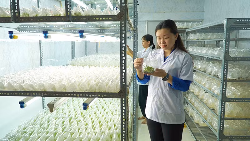 Nguyễn Phượng Hằng bên mô hình sản xuất giống của Cơ sở cây giống cấy mô HF.