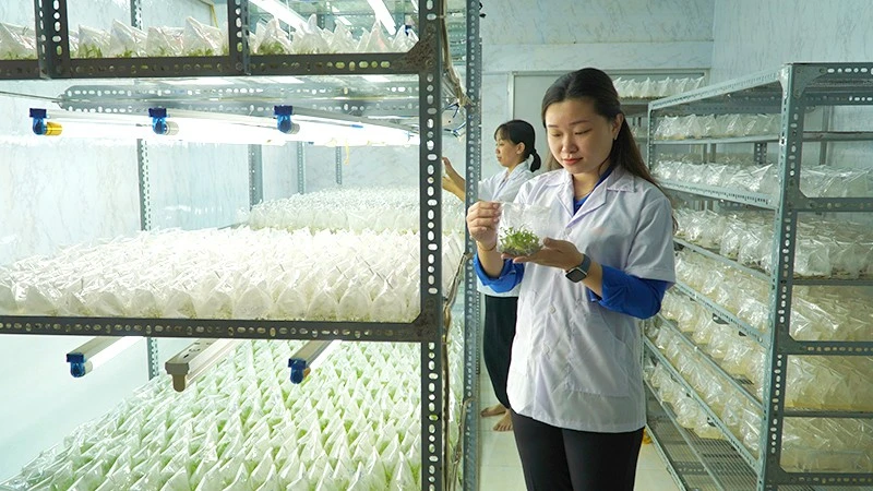 Nguyễn Phượng Hằng bên mô hình sản xuất giống của Cơ sở cây giống cấy mô HF.