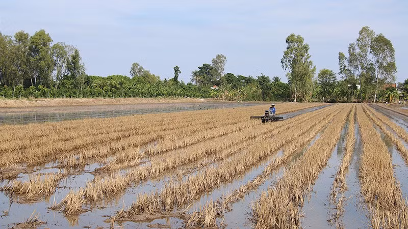Nông dân xã Phong Hòa tập trung vệ sinh đồng ruộng chuẩn bị xuống giống lúa đông xuân.