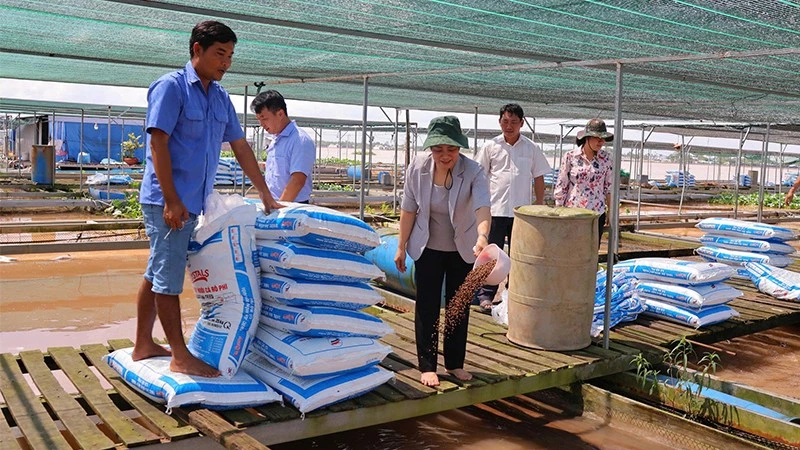 Khu vực nuôi cá lồng bè trên sông Tiền thuộc xã Bình Thạnh cũ, một mắt xích quan trọng trong chuỗi giá trị thủy sản của tỉnh Đồng Tháp.