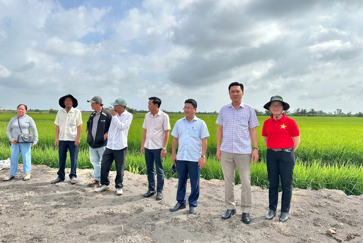 Các chí Bí thư Đảng ủy và Chủ tịch Ủy ban nhân dân phường Vĩnh Trạch (Cà Mau) trực tiếp dẫn đoàn cán bộ và nông dân sản xuất giỏi của phường đi thăm quan mô hình trồng lúa ST25 kết hợp nuôi tôm trên ruộng lúa hiệu quả cao ở xã Ninh Thạnh Lợi (huyện Hông Dân cũ, nay thuộc tỉnh Cà Mau). (Ảnh: TRỌNG DUY)