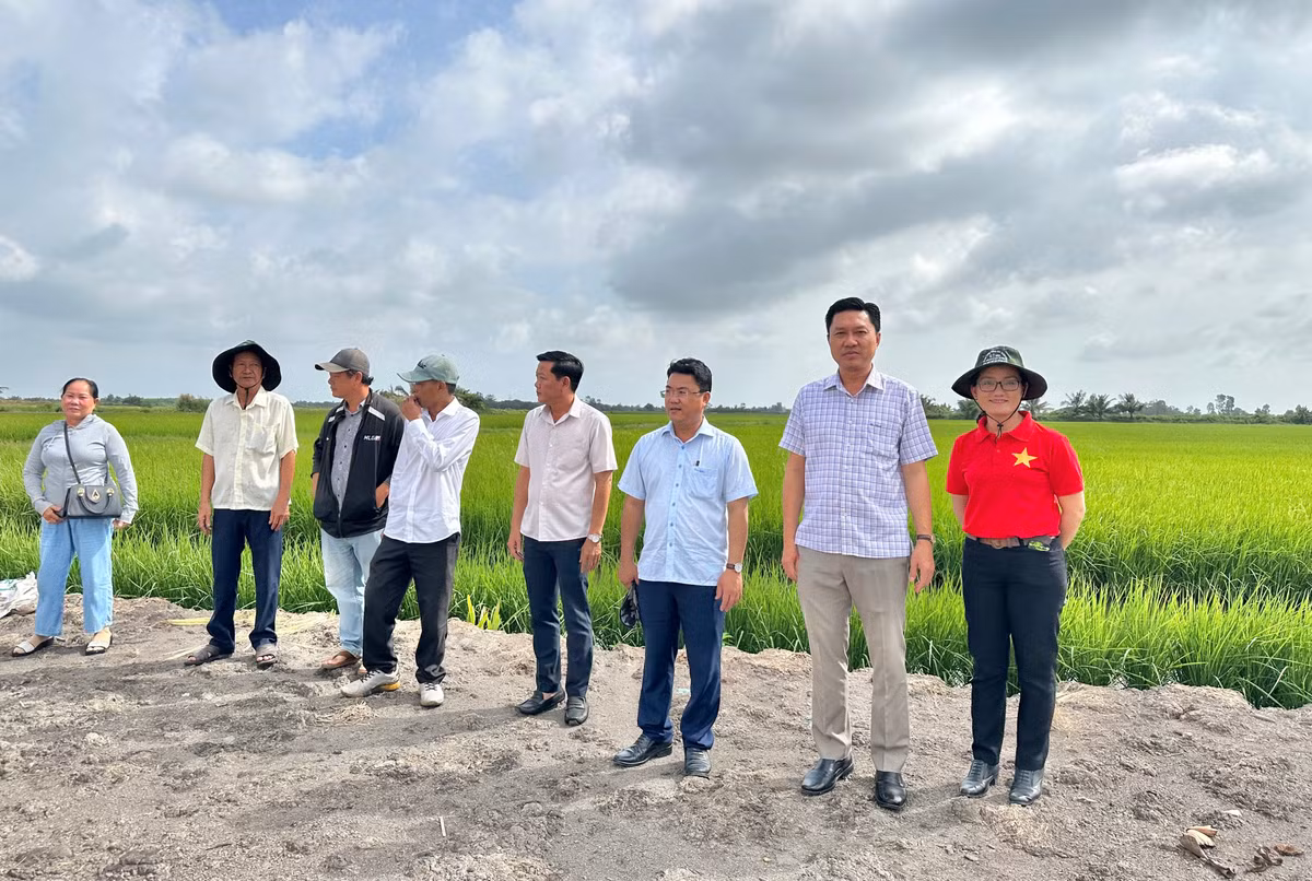 Các chí Bí thư Đảng ủy và Chủ tịch Ủy ban nhân dân phường Vĩnh Trạch (Cà Mau) trực tiếp dẫn đoàn cán bộ và nông dân sản xuất giỏi của phường đi thăm quan mô hình trồng lúa ST25 kết hợp nuôi tôm trên ruộng lúa hiệu quả cao ở xã Ninh Thạnh Lợi (huyện Hông Dân cũ, nay thuộc tỉnh Cà Mau). (Ảnh: TRỌNG DUY)