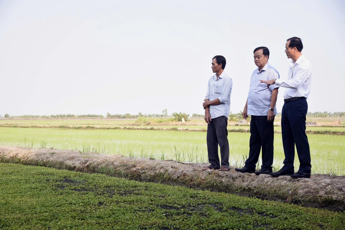 Đồng chí Bí thư Đảng ủy xã Vĩnh Thanh Ngô Nguyên Phong (bìa trái) cùng lãnh đạo Tỉnh ủy Cà Mau thăm mô hình trồng rau má của xã.