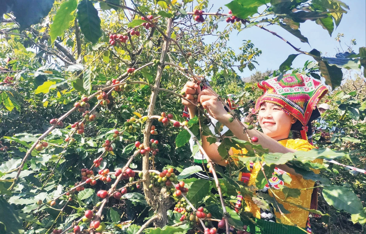 Nông dân Sơn La thu hoạch cà-phê.